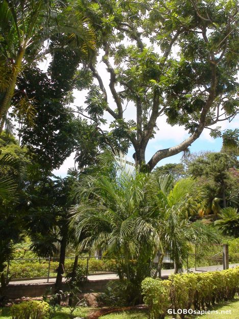 Postcard Captain Bligh's Breadfruit tree