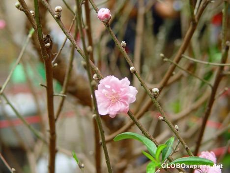 Postcard White Blossom