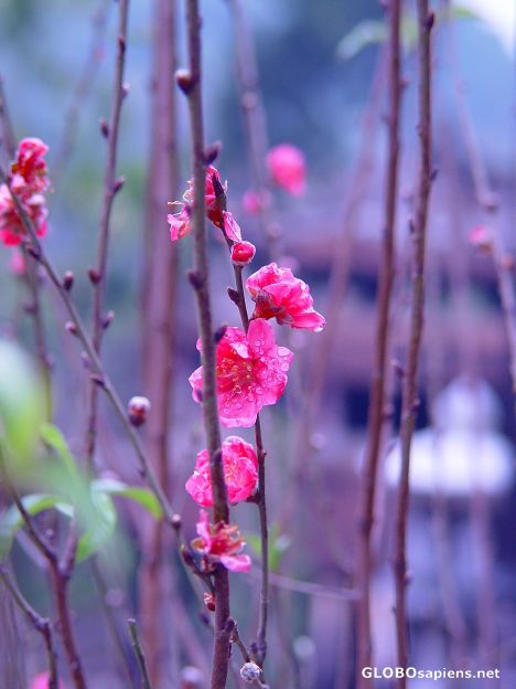 Postcard Pink Blossom