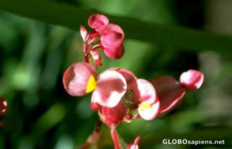 Postcard Scald flower