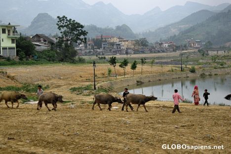 Postcard Bac Ha Sunday Market - Animal Section