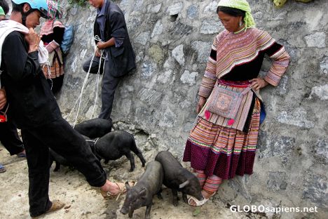 Postcard Bac Ha Sunday Market - Animal Section