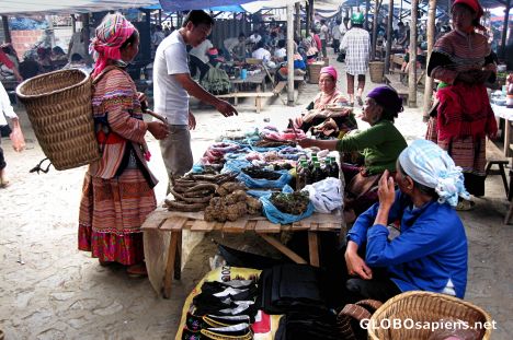 Postcard Bac Ha Sunday Market - Animal Section