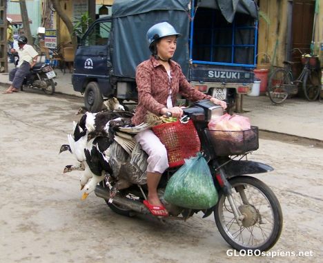 Postcard Leaving the Animal Market with her Ducks!