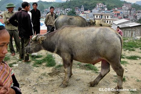 Postcard Bac Ha Sunday Market - Animal Section