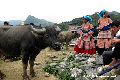 Postcard Bac Ha Sunday Market - Animal Section