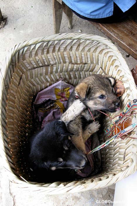 Postcard Bac Ha Sunday Market - Animal Section