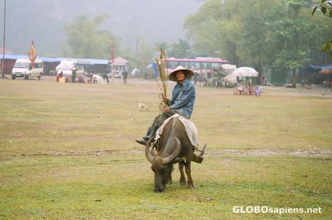 Postcard Man on Buffalo at Hoa Lu