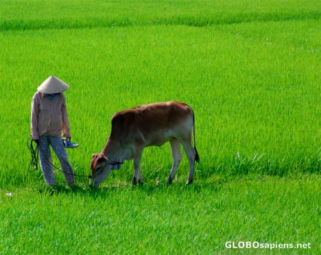 Postcard Grazing the cow in the ricefields, Nr Nha Trang
