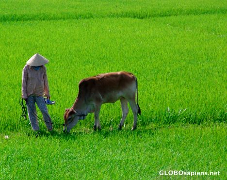 Postcard Grazing the cow in the ricefields <fullsize)