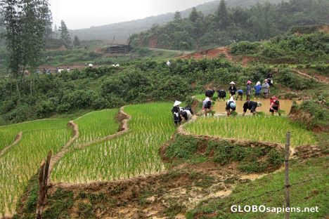 Postcard Transplating Young Rice Stalks Near Ma Tra Village