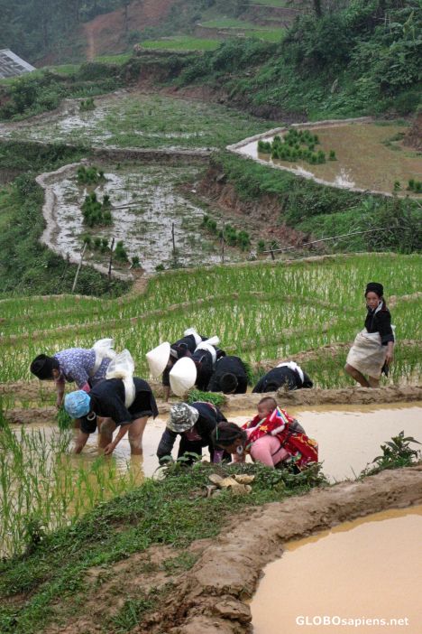 Postcard Mother with Baby Working in the Paddy Field