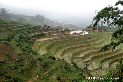 Postcard Busy Nursery Paddy Near Ma Tra Village