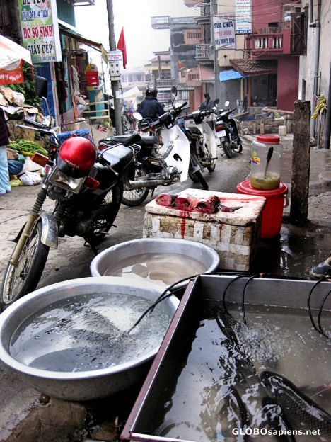 Postcard Sapa Market Fish Vendor on D Tue Tinh Street