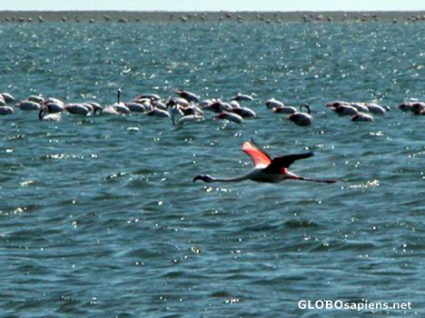 Postcard Flamingos at the coast.