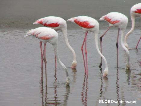 Postcard Flamingoes