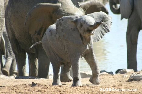 Postcard Baby elephant