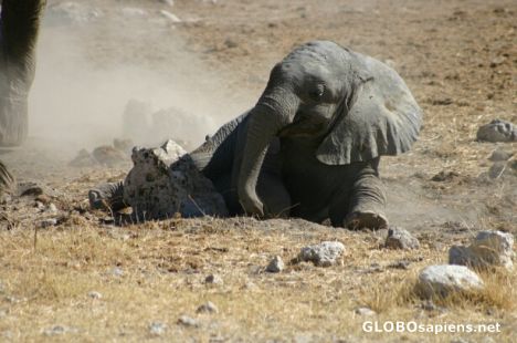 Postcard Baby elephant
