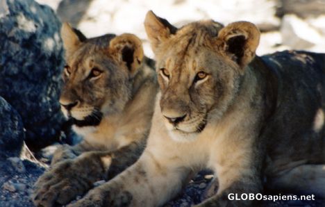 Postcard Lion Family