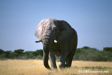 Postcard Etosha N.P. - Elephant
