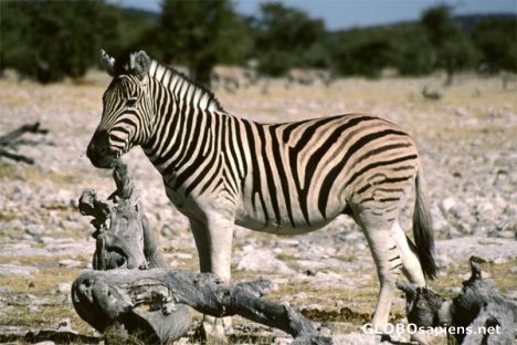 Postcard Etosha N.P. - Zebra