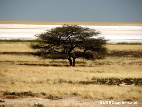Postcard The Salt Pan of Etosha