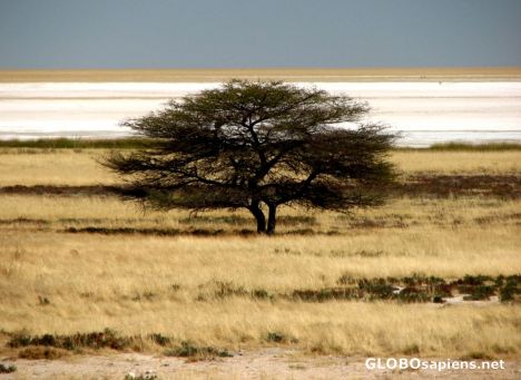 Postcard Salt Pans of Etosha