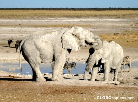 Postcard Drinking Elephant