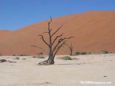 A tree that has been dead for over 700 years.