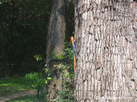 Postcard Agama tree lizard