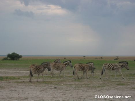 Postcard Zebras