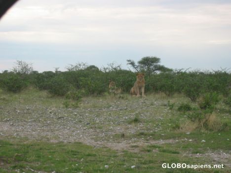 Postcard Mother lion out with young male lion.