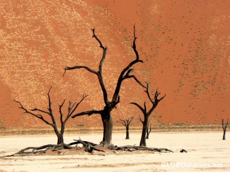 Postcard The trees of Death Vlei