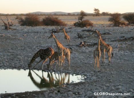 Postcard More drinking giraffes