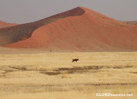 Postcard The approaching oryx