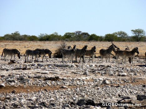 Postcard Zebra crossing
