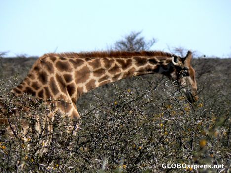Postcard What a long neck