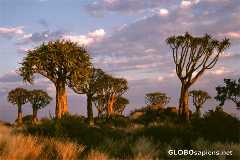 Postcard Quivertree Forest