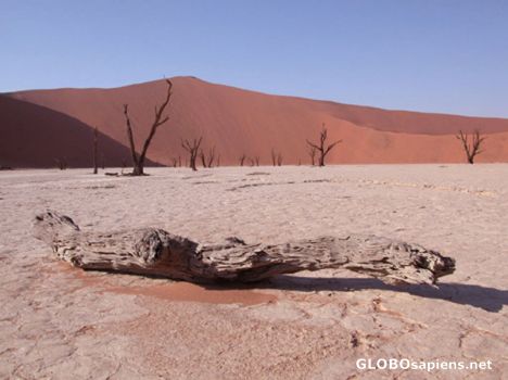 Postcard Deadvlei detail.