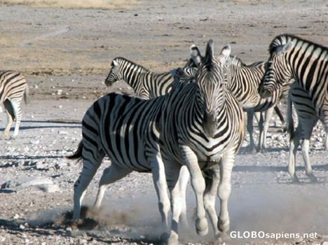 Postcard Zebras runing.