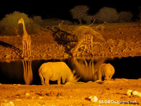 Postcard Girafes and Rhinos for water.