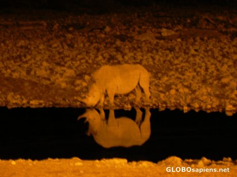 Postcard Rhino - night time game viewing