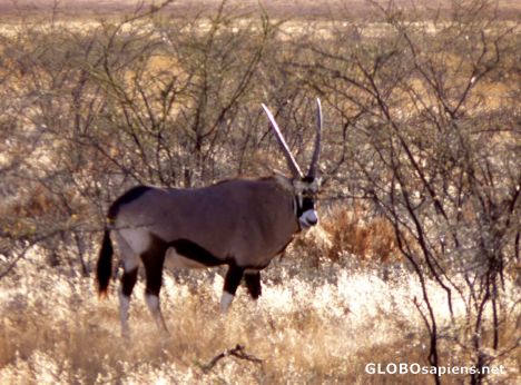 Postcard The hiding gemsbok