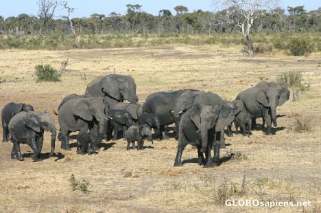 Postcard Elephants at the Kaudom N.P.