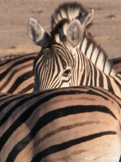 Postcard Zebras in Etosha.