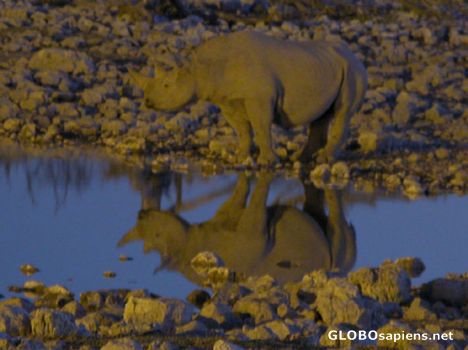 Postcard White Rhino.