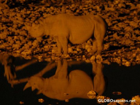 Postcard White Rhino.