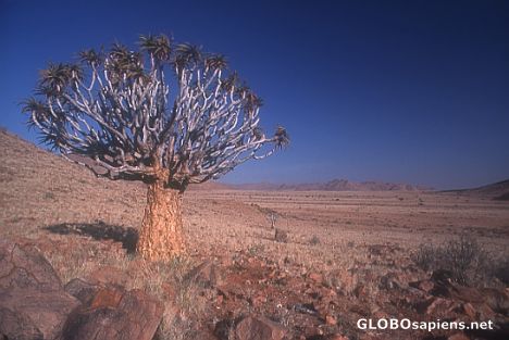 Postcard Kokerboom