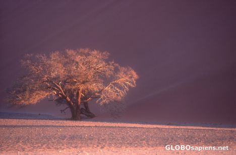 Postcard Lonely Tree