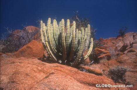 Postcard Cactus